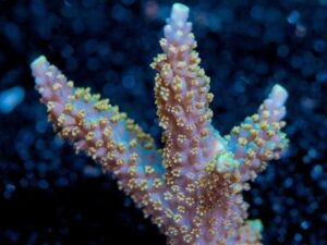Green Horrida Acropora