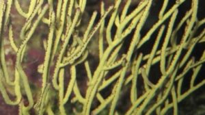 Green Lace Gorgonian