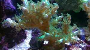 Green Millepora Acropora