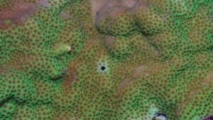 Green Montipora foliosa