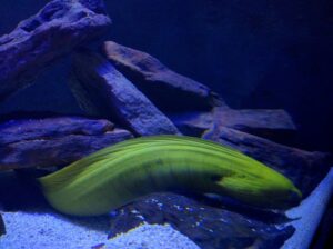 Green Moray