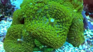 Green Mushroom Rhodactis