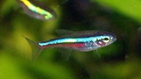 Green Neon Tetra