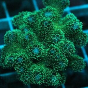 Green Pocillopora