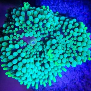 Green Pacific Flower Ricordea Mushroom