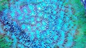 Green Rim Psammocora