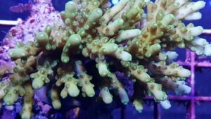 Green Selago Acropora