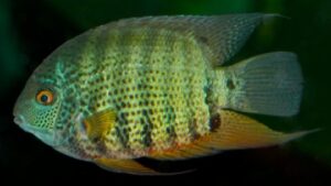 Green Severum