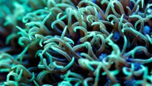 Green Star Polyps