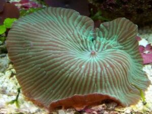 Green Striped Mushroom Actinodiscus