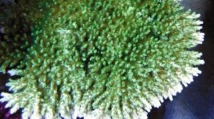Green Tabling Acropora