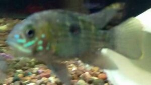 Green Texas Cichlid