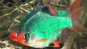 Green Tiger Barb