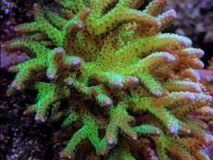 Green Titan Acropora