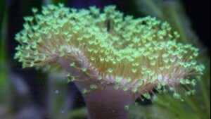 Green Toadstool Mushroom Leather Coral