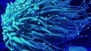 Green Torch Euphyllia