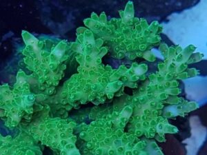 Green Velvet Acropora