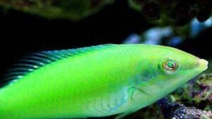 Green Wrasse