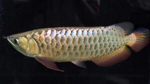 Green and Blue Arowana