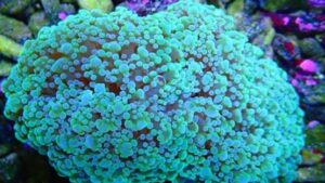 Green on Green Frogspawn Euphyllia