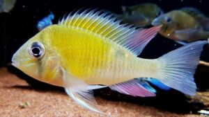 Greenstreaked Eartheater