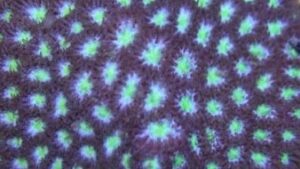 Grizzy Grape Leptastrea