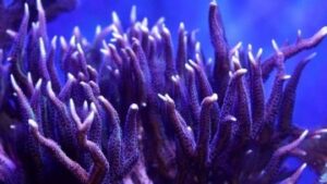 Growing Fingers Birdsnest Seriatopora