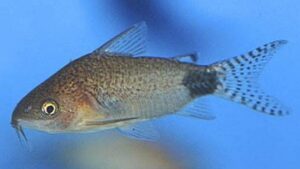 Guapore corydoras