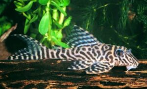 Gypsy King Tiger Pleco L66