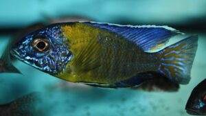 Pale Usisya Aulonocara