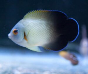 Half Black Angelfish
