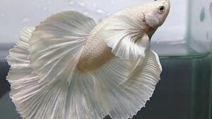 Halfmoon White Platinum Dumbo Betta