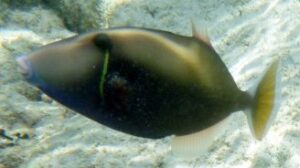 Halfmoon Triggerfish
