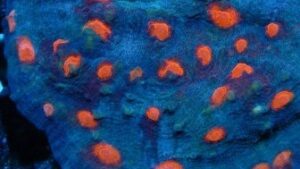 Halloween Chalice Pectinia