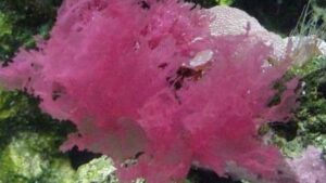 Red Sea Lettuce