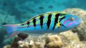 Hardwicke Wrasse