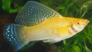 Harlequin Sailfin Molly