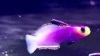Hawaii Helfrichi Firefish