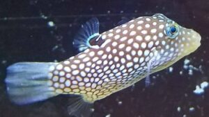 Hawaiian Blue Puffer