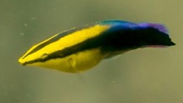 Hawaiian Cleaner Wrasse