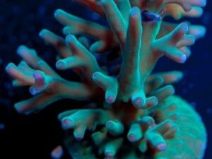 Hawkins Blue Echinata