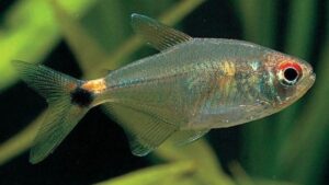 Head and Tail Light Tetra