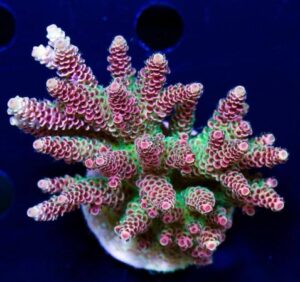Heaven and Hell Acropora