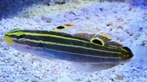 Hectors Goby