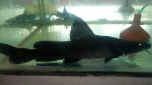 Crystal Eyed Catfish