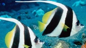Heniochus Black  White Butterflyfish