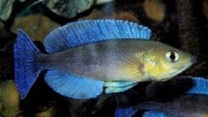 Herring Cichlid