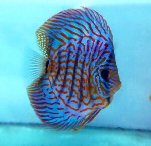 Hi Body Turquoise Discus