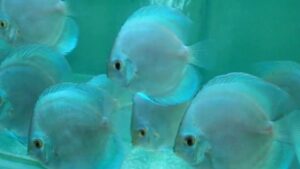 Hi  Fin Diamond Discus
