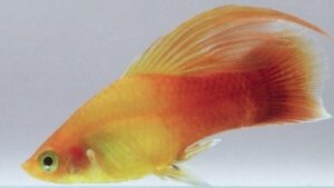 Hi Fin Platy